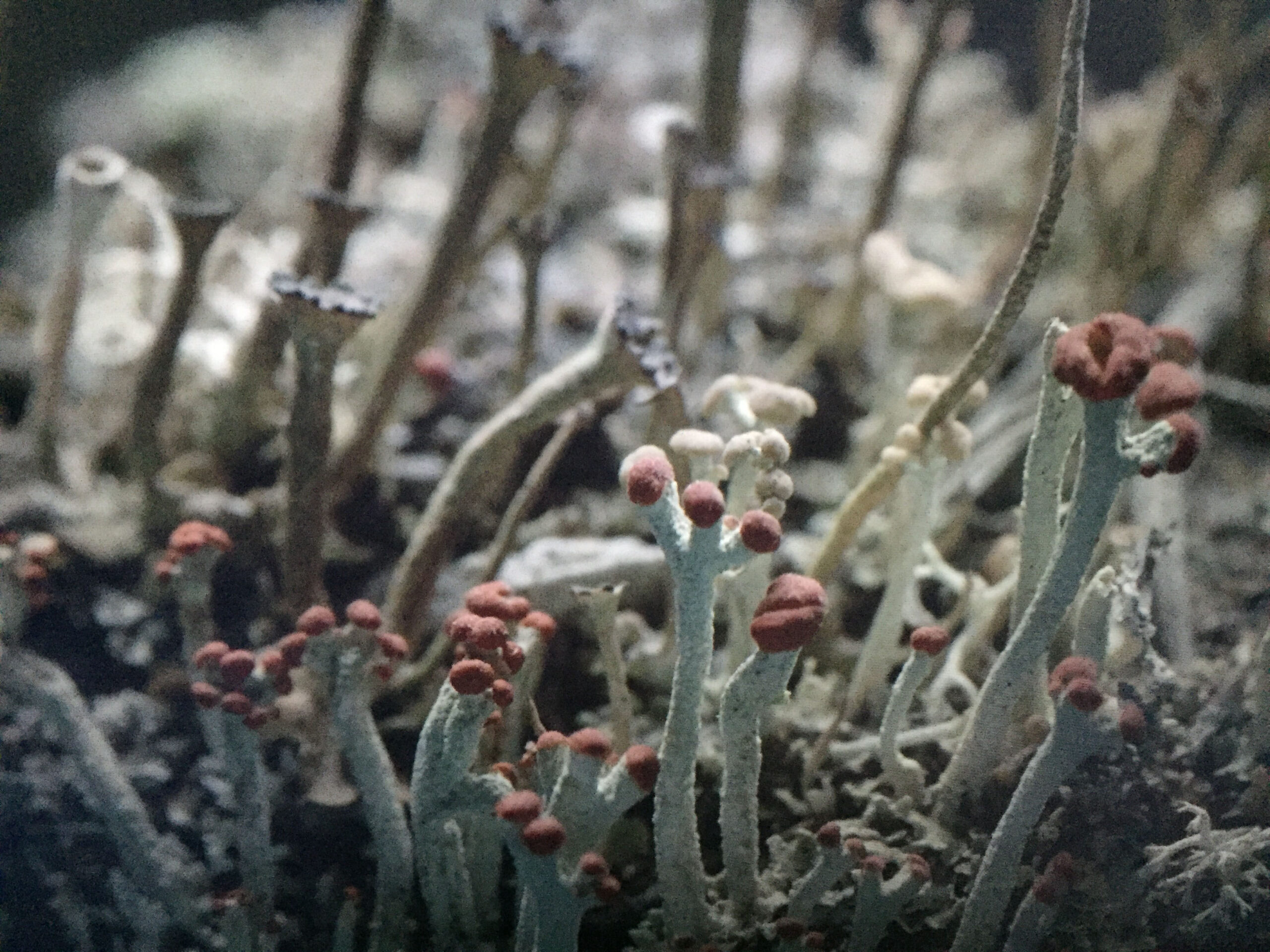Image shows macro view of lichen - spindly alien like forms