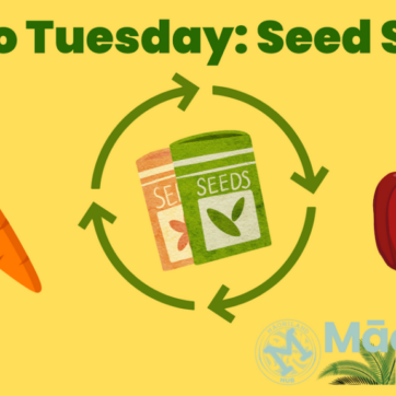 TAIAO TUESDAY - SEED SWAP (1)