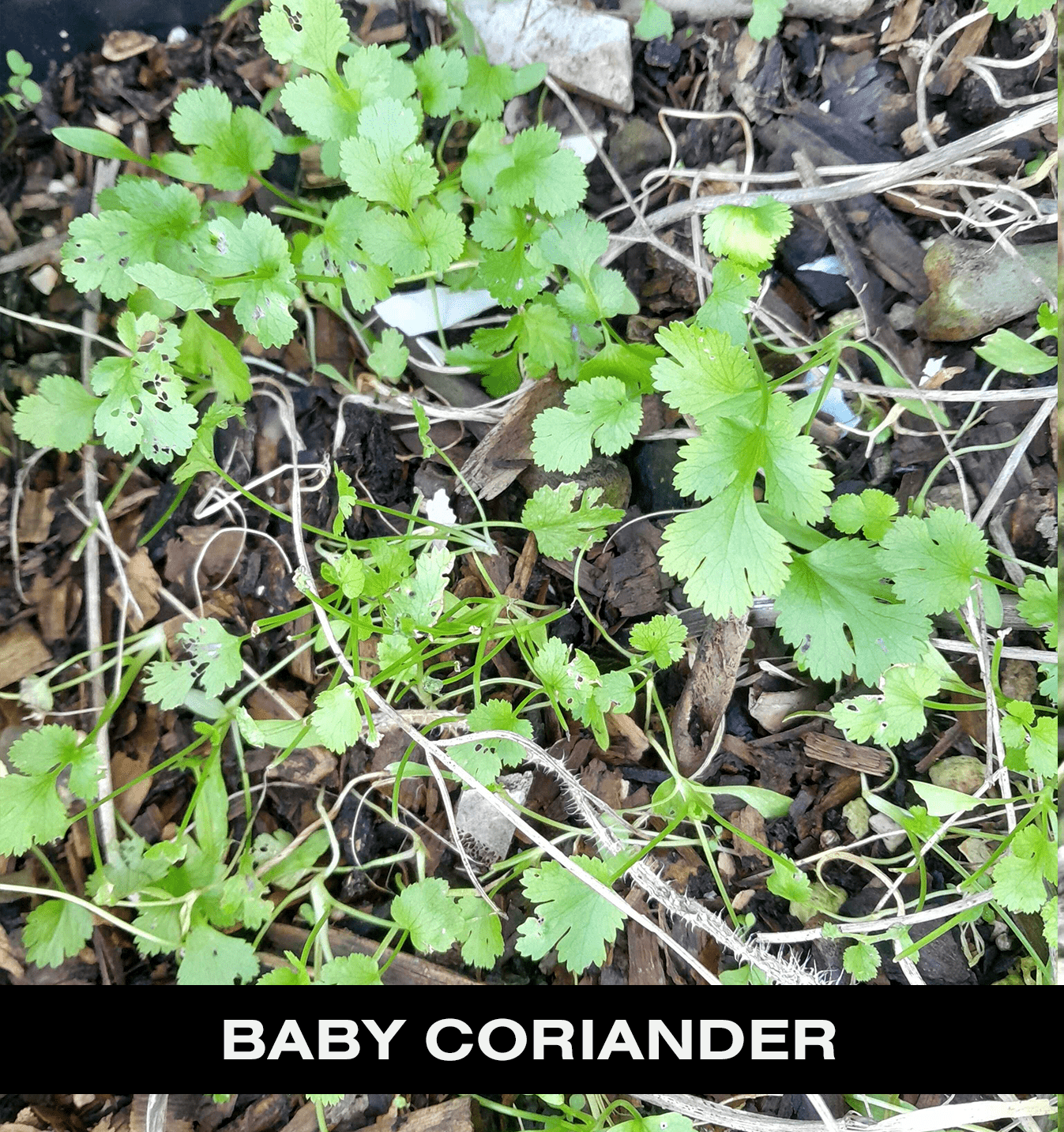 Baby coriander