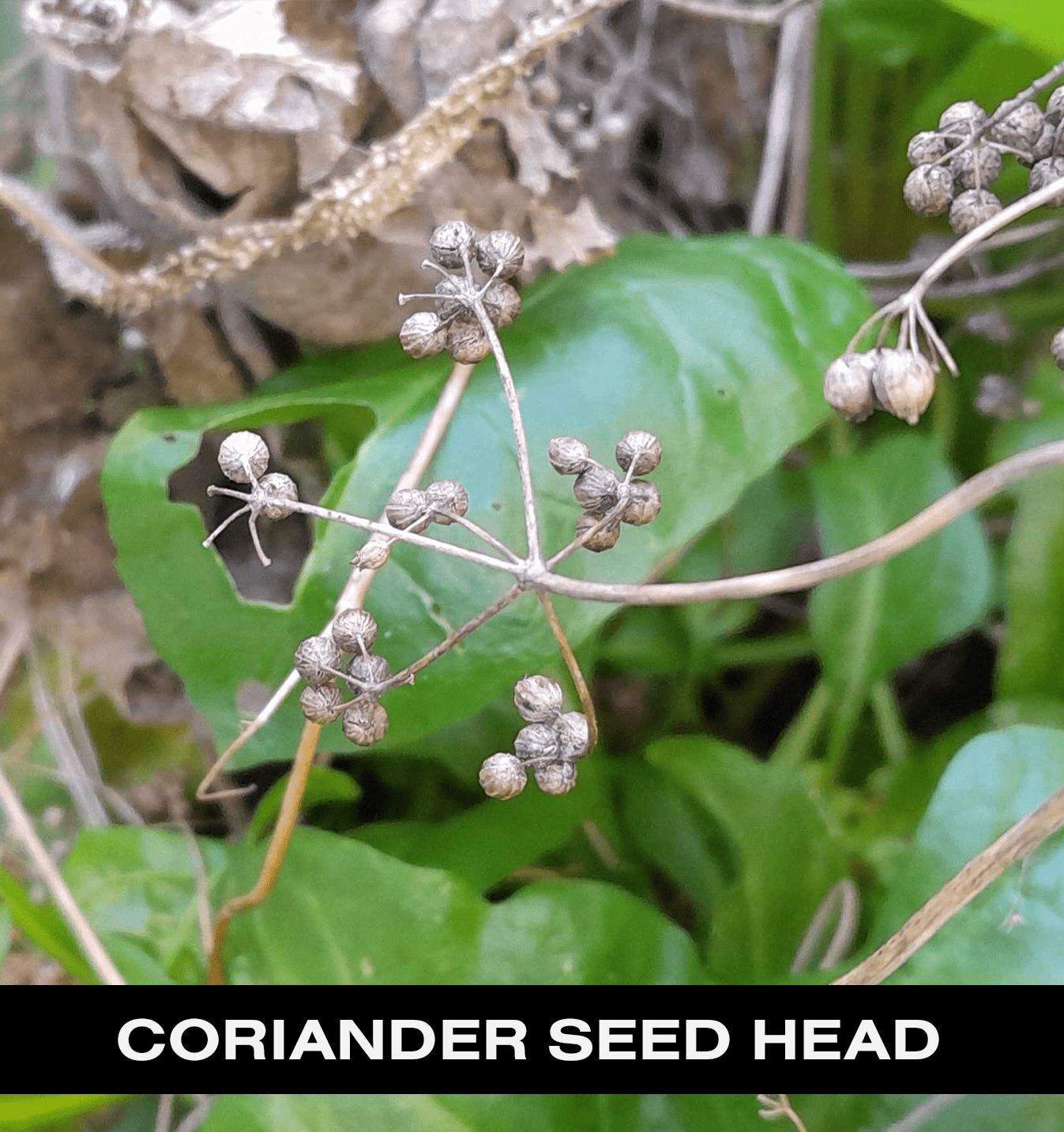 Coriander seed head