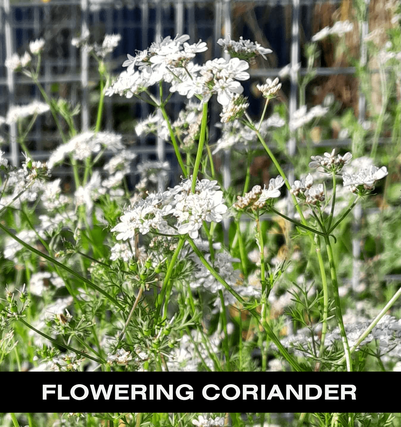 Flowering coriander