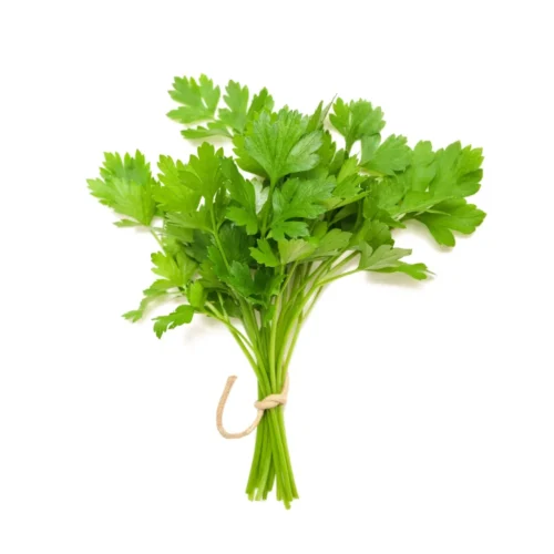 coriander-leaves