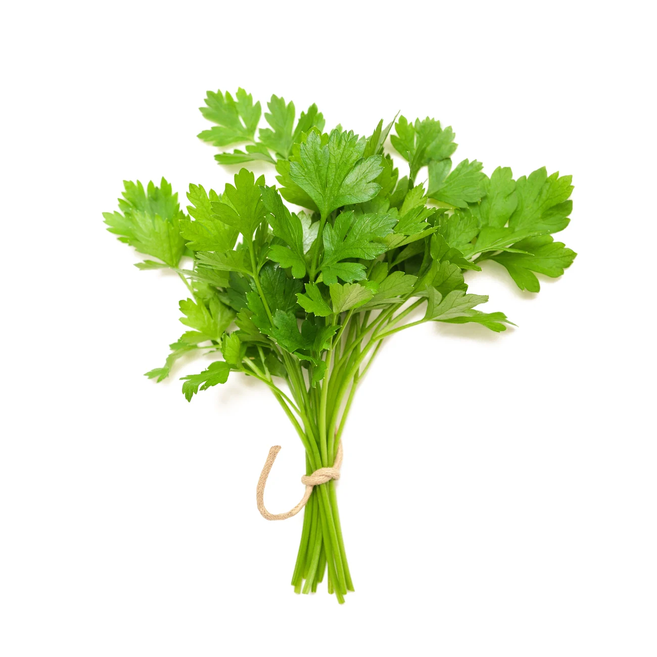 coriander-leaves coriander-leaves